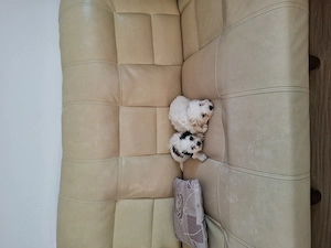 Vând pui bichon havanez 