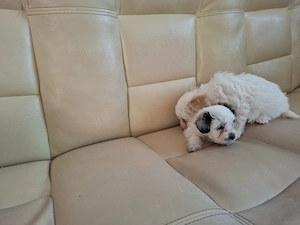 Vând pui bichon havanez  - imagine 3