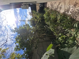 Casă Parter +Pod depozitare, 3 Camere, Strada Migdalilor, Pantelimon  - imagine 17