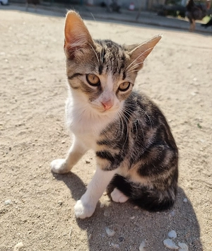 Pui de pisică pentru adopție    - imagine 3