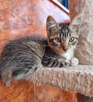 Pui de pisică pentru adopție    - imagine 4