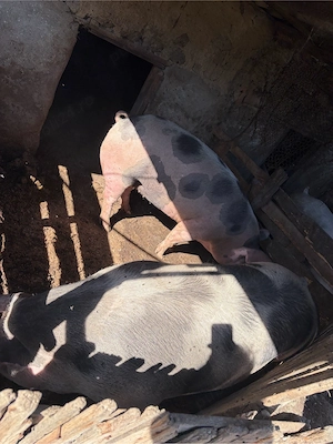 Vand porci pentru craciun 