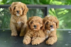 Pui de maltipoo foarte fermecători, frumoși și afectuoși  - imagine 2