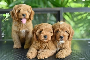 Pui de maltipoo foarte fermecători, frumoși și afectuoși  - imagine 4