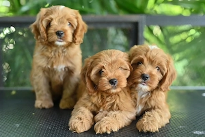 Pui de maltipoo foarte fermecători, frumoși și afectuoși  - imagine 3
