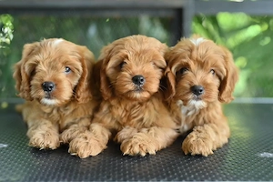 Pui de maltipoo foarte fermecători, frumoși și afectuoși 