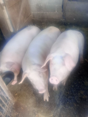 Porci de vânzare 