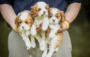 Avem cei mai buni pui de Cavalier King Charles, foarte sănătoși și afectuoși - imagine 2