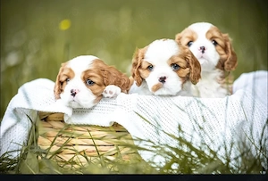 Avem cei mai buni pui de Cavalier King Charles, foarte sănătoși și afectuoși - imagine 4