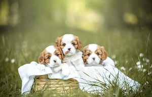 Avem cei mai buni pui de Cavalier King Charles, foarte sănătoși și afectuoși