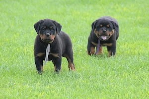  Pui de Rottweiler foarte dresați, ascultători și iubitori, în căutarea unor noi cămine - imagine 4