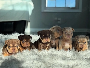 Pui de bulldog francez de rasă pură, sunt foarte drăguți și jucăuși - imagine 2
