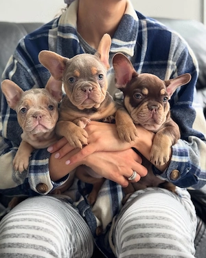 Pui de bulldog francez de rasă pură, sunt foarte drăguți și jucăuși - imagine 3