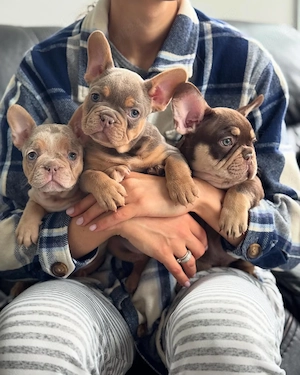 Pui de bulldog francez de rasă pură, sunt foarte drăguți și jucăuși - imagine 4