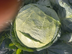 Varza de Buzau
