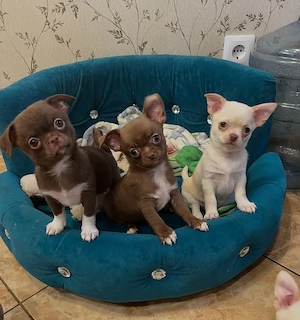 Pui de Chihuahua frumoși, sănătoși, afectuoși și jucăuși, gata să fie adoptați.  - imagine 2