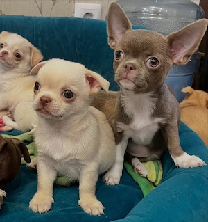 Pui de Chihuahua frumoși, sănătoși, afectuoși și jucăuși, gata să fie adoptați.  - imagine 3