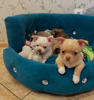 Pui de Chihuahua frumoși, sănătoși, afectuoși și jucăuși, gata să fie adoptați. 