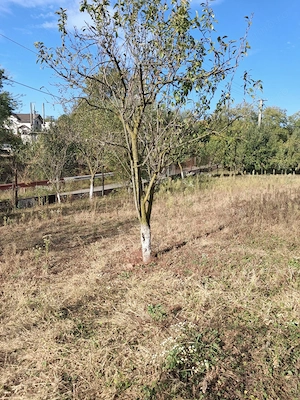 Teren intravilan-750 mp-comuna Cocorastii-Mislii (Prahov)-la 18 km de Ploiesti - imagine 6