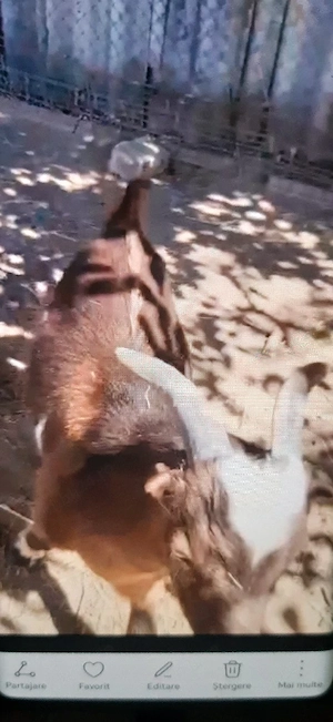 tap de rasa buna tanar