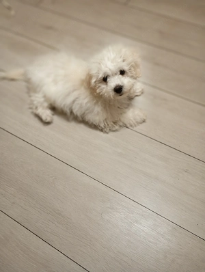 Cățelușă rasa Maltipoo ,toy , cu carnet de sănătate,microcip și toate vaccinurile la zi - imagine 3