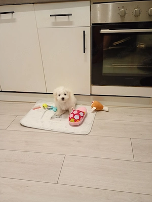 Cățelușă rasa Maltipoo ,toy , cu carnet de sănătate,microcip și toate vaccinurile la zi - imagine 5