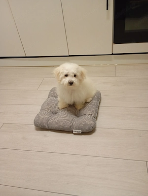 Cățelușă rasa Maltipoo ,toy , cu carnet de sănătate,microcip și toate vaccinurile la zi - imagine 4