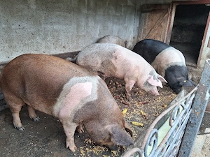 Porci de vanzare