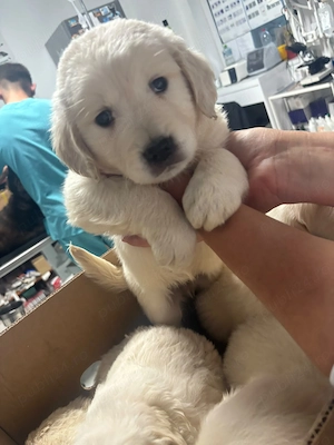 Golden Retriever 