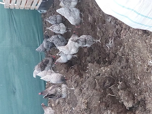 Vând familie Australorp 5+1