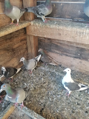Porumbei voiajori