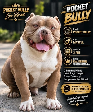 Pocket Bully 