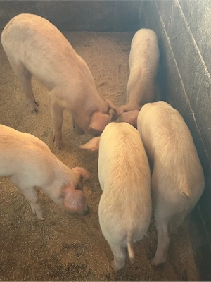 Purcei Duroc cu Landras 5 buc  - imagine 3