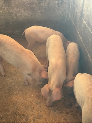 Purcei Duroc cu Landras 5 buc  - imagine 2