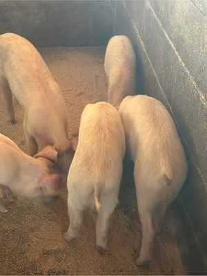 Purcei Duroc cu Landras 5 buc  - imagine 5