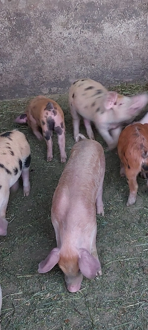 Vand godacii petren și duroc