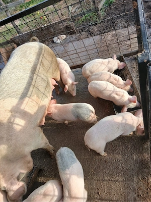 porci de 7 săptămâni - imagine 2