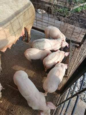porci de 7 săptămâni - imagine 3