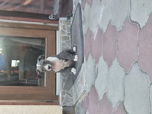 Catei Amstaff Blue rasa pura - imagine 4