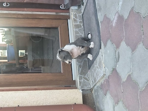 Catei Amstaff Blue rasa pura - imagine 3