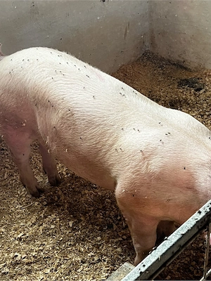 porci de carne  - imagine 2