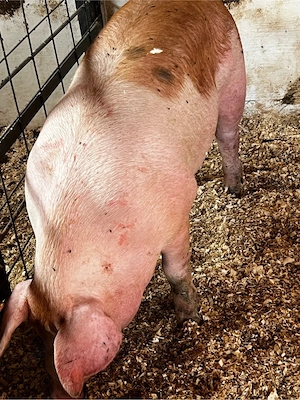 porci de carne  - imagine 3