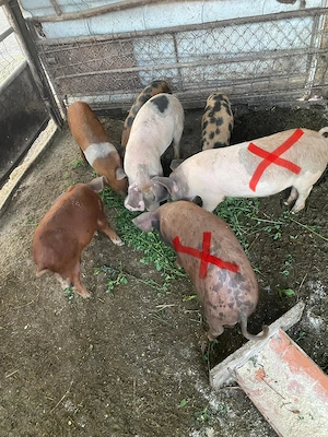 5 șoldani castrati de 13 săptămâni 