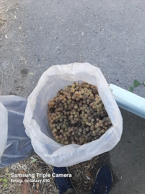 Vanzare struguri de vin