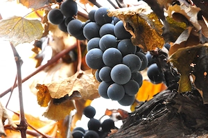 Vand struguri de vin 