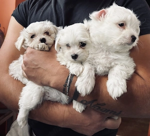 Vând puii de bichon maltez !  - imagine 2