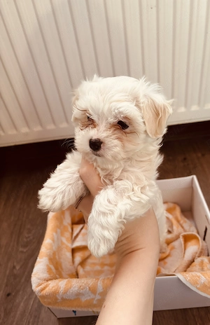 Vând puii de bichon maltez !  - imagine 5