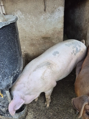 De vanzare porc crescut la tara cel alb.