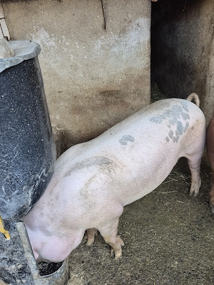 De vanzare porc crescut la tara cel alb. - imagine 3