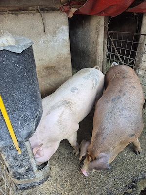 De vanzare porc crescut la tara cel alb. - imagine 4
